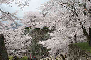 春の津山城跡