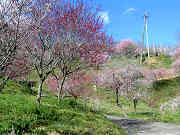 梅の里公園